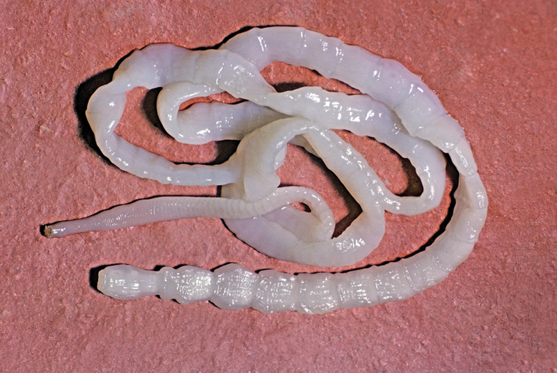 Tapeworms and the Benefits Of Time Travel 